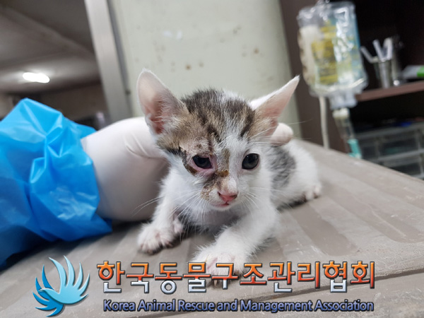 한국동물구조관리협회_441560202500048